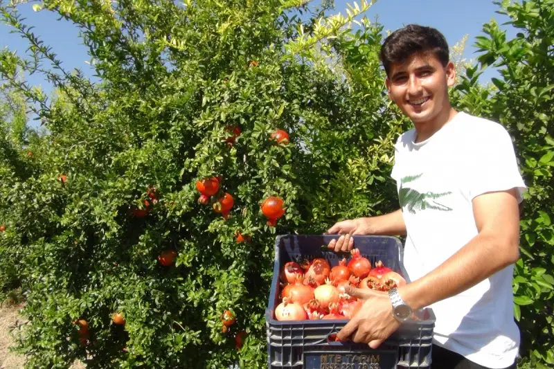 Yılın ilk Hicaz Narı hasadı Silifke’de yapıldı