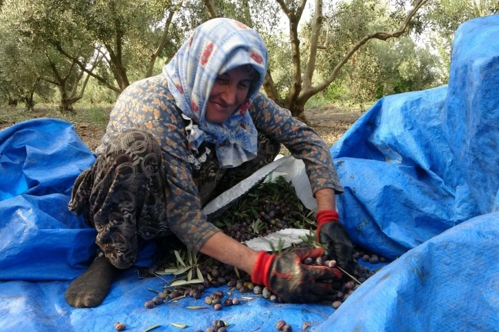 Zeytinin sofralara uzanan lezzet yolculuğu başladı