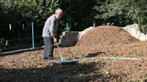 80 yaşında fındık hasadı yapan Muhittin dede çalışma azmiyle örnek oluyor