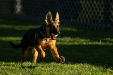 ABD Başkanı Biden’ın yeni köpeği ‘Commander’