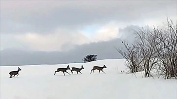 Aç karacalar, yuvalarından 25 kilometre uzakta yiyecek aradı