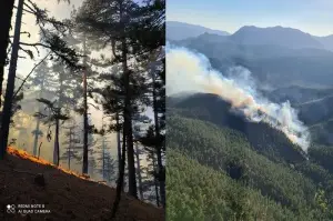 Adana'da orman yangını