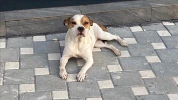 Adana'da polis, geçen yıl sokağa terk edilen 'yasaklı ırk' 70 köpeği barınağa yerleşt