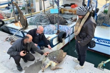 Akdeniz'in simgesi bir bir ölüyor... İki haftada ikinci kez bulundu