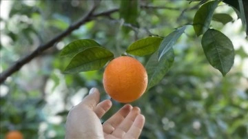 Alanya, tropikal meyve bahçeleriyle alternatif turizme hizmet ediyor