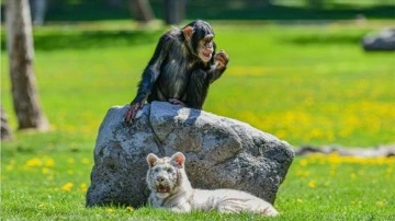 Albino kaplan Kartopu, yeni hayatına şempanze Can ile uyum sağlıyor