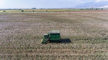 Amik Ovası'nda ekim alanları genişleyen pamukta rekolte beklentisi arttı
