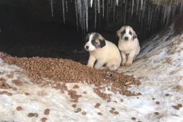 Annesiz kalan 7 yavru köpeğe Tarım ve Orman Müdürlüğü sahip çıktı