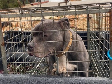 Antalya'da pitbull cinsi köpeğin saldırdığı kişi yaralandı