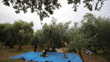 Asırlık zeytin ağaçlarının bulunduğu Derik'te meşakkatli mesai başladı