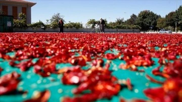 Ata tohumundan üretilen Cırgalan biberinde kurutma mesaisi