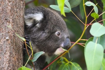 Avustralya’da 400 koala klamidyaya karşı aşılanacak