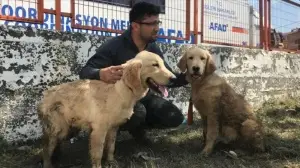 Ayancık'taki sel nedeniyle şantiyede mahsur kalan iki köpek iş makinesiyle kurtarıldı