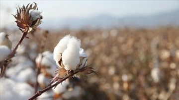 Aydınlı üreticiler kuraklığa rağmen pamuktan vazgeçmedi