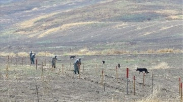Azerbaycan, işgalden kurtarılan bölgelerde tarım parkları kuruyor