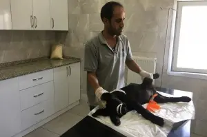 Bakırköy’de aracın çarptığı yavru köpek tedavi altında