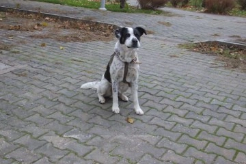 Balıkesir'de İstiklal Marşı okunurken eşlik eden köpek ilgi odağı oldu