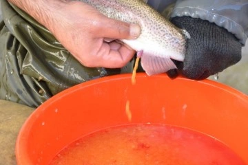 Bebek gibi bakılıyor tek tek el masajıyla yumurtaları alınıyor