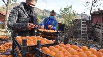 Bilecik'te hasadı süren hurma serada kurutularak sofralara ulaştırılıyor