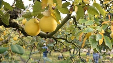 Bilecik'te yetiştirilen 'Osmaneli ayvası'nda hasat başladı