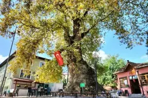 Bin 231 yıllık anıt çınar, bunaltıcı havalarda köylünün kliması oldu