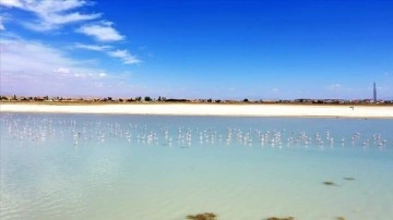 Bitlis'in "kuş cenneti" Arin Gölü kuraklık nedeniyle küçülüyor