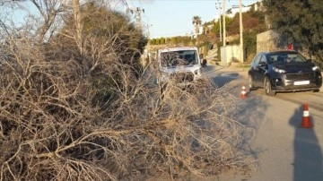 Bodrum'da fırtına nedeniyle ağaçlar devrildi