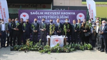 Bursa'nın atıl toprakları 'süper meyve aronya' ile değerlenecek