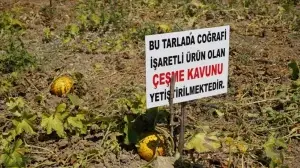 Çeşme kavunu, coğrafi işaret tescili aldı