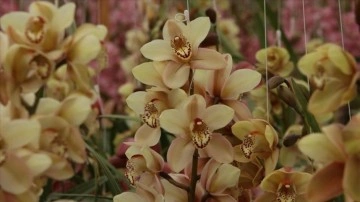 'Çiçek şehri' Yalova'da kesme orkideler 14 Şubat'a hazırlanıyor