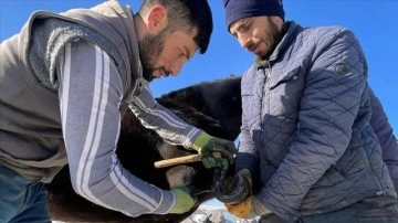 Çıldır Gölü'nün atlı kızakçıları sezon için atlarını nallamaya başladı