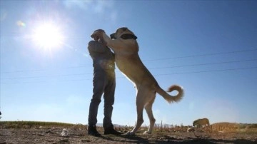 Çobanların vazgeçilmezi 'Guregh' cinsi köpekler Şanlıurfa'da yetiştiriliyor