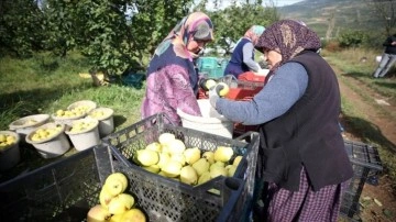 Coğrafi işaretli "Geyve ayvası"nın hasadı başladı