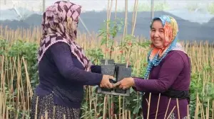 Çukurova'da yetiştirilen meyve fidanları 14 ülkeye ihraç ediliyor