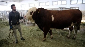 Damızlık boğa 'Milky'den Sultansuyu Tarım İşletmesi'ne 1,25 milyon liralık katkı