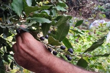 Defne yaprağı Hatay'dan dünyaya ihraç ediliyor