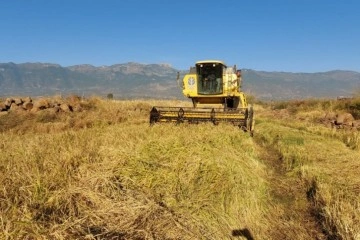 Derviş pirincinde hasat başladı