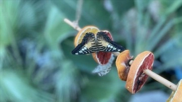 Dondurucu soğuklarda Tropikal Kelebek Bahçesi ziyaretçisinin içini ısıtıyor