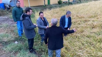 Edirne'de dolunun vurduğu 13 bin dönümlük çeltik arazisinde hasar tespiti