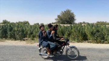 Ekonomik krizdeki Afganistan’da dünya uyuşturucu trafiğinin kaynağı kenevir ekimi sürüyor