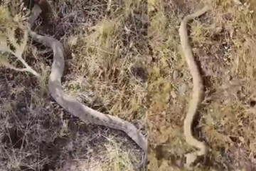 Elazığ'da yılanın fareyi yutma anı kameralarda