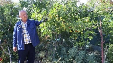 Elazığlı terzi pepinodan hünnapa çeşit çeşit meyve yetiştiriyor