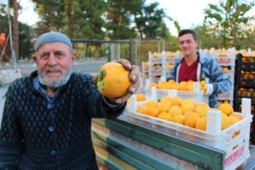 Elma diyarı Amasya’nın ‘yeni sarı altını’ cennet hurması