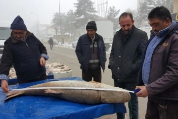 Erzincan'da yakalanan dev turna balığı görenleri şaşkına çevirdi!