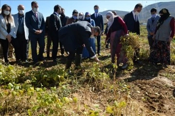 Erzurum'un meşhur İspir fasulyesinde hasat heyecanı başladı