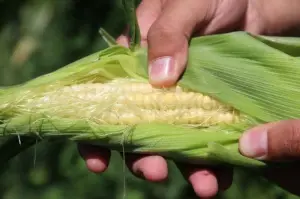 Eskişehir’in yeni gözdesi: 'Karadeniz Mısırı'