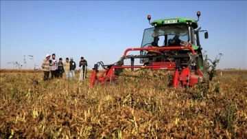 Fasulye üreticisi işgücü ve maliyet engelini teknolojiyle aşıyor