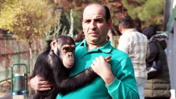 Gaziantep Hayvanat Bahçesi'nin maskotu şempanze: 'Can'