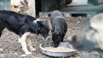 Gaziantep'in atık gıdaları sahipsiz hayvanlar için mamaya dönüştürülüyor