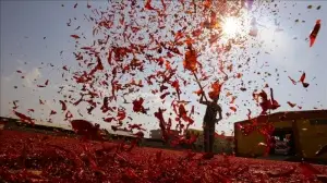 Gaziantep'in pul biberi, eşsiz lezzetini güneşten alıyor